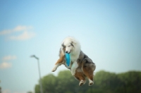 Picture of blue merle australian shepherd catching frisbee in the air, all legs in the air