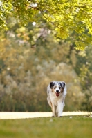 Picture of blue merle Australian Shepherd dog in summer