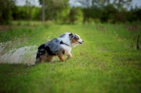Picture of blue merle australian shepherd jumping out of a small river