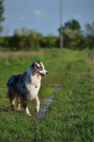 Picture of blue merle australian shepherd standing in a field, profile