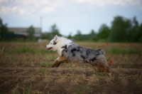 Picture of blue merle australian shepherd running free in a field