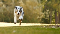Picture of blue merle Australian Shepherd dog running