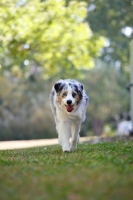 Picture of blue merle Australian Shepherd dog