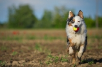 Picture of blue merle australian shepherd running with a colorful ball in her mouth, ears up