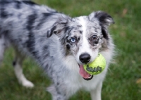 Picture of Blue merle Australian Shepherd with tennis ball in mouth.