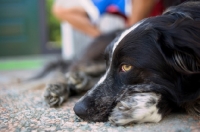 Picture of blue merle australian shepherd resting oustide home, owner in the background