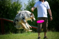 Picture of Blue merle australian shepherd jumping to catch frisbee, all legs in the air