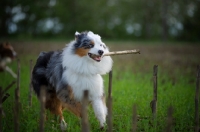 Picture of blue merle australian shepherd running ina field with a stick in her mouth