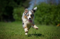 Picture of Blue merle australian shepherd jumping