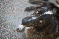 Picture of blue merle australian shepherd resting and looking up at camera