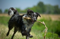 Picture of blue merle australian shepherd running with a bih stick in her mouth