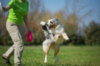 Picture of Blue merle australian shepherd jumping, waiting for owner to throw frisbee