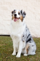 Picture of blue merle Australian Shepherd dog sitting down