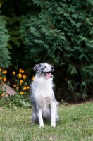 Picture of Blue merle Australian Shepherd sitting on grass.