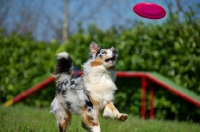 Picture of Blue merle australian shepherd running and playing with a frisbee