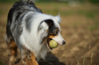 Picture of blue merle australian shepherd with a ball in her mouth