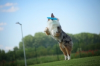 Picture of blue merle australian shepherd catching frisbee in the air, all legs in the air