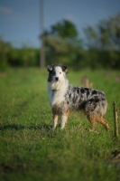 Picture of blue merle australian shepherd standing in a field with an attentive look