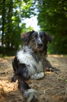 Picture of blue merle australian shepherd resting in the forest and looking regal