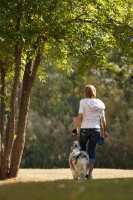 Picture of blue merle Australian Shepherd dog with woman