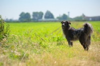 Picture of blue merle australian shepherd standing in front of a field in the countryside
