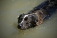 Picture of blue merle australian shepherd swimming