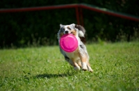 Picture of Blue merle australian shepherd fetching frisbee