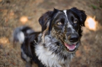 Picture of blue merle australian shepherd