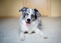 Picture of Blue merle Australian Shepherd lying indoors.