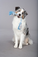 Picture of blue merle Australian Shepherd with rope