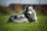 Picture of blue merle australian shepherd restin in the grass and looking back