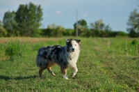 Picture of blue merle australian shepherd walking in a field