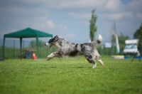 Picture of blue merle australian shepherd running