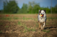 Picture of blue merle australian shepherd running with a colorful ball in her mouth