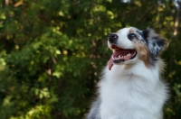 Picture of blue merle Australian Shepherd dog near greenery