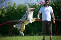 Picture of Blue merle australian shepherd jumping to cacth frisbee, all legs in the air