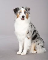 Picture of blue merle Australian sherpherd sitting on grey background