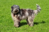 Picture of blue merle Bergamasco, side view