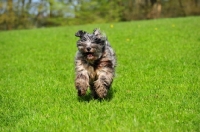 Picture of blue merle Bergamasco