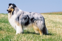 Picture of Blue Merle Collie