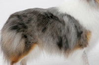 Picture of blue merle coloured Shetland Sheepdog