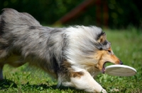 Picture of blue merle rough collie catching frisbee