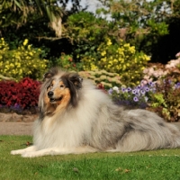 Picture of blue merle rough collie in beatuiful flower garden