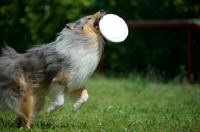 Picture of blue merle rough collie jumping to catch frisbee 