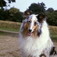 Picture of blue merle rough collie, portrait