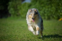 Picture of blue merle rough collie running