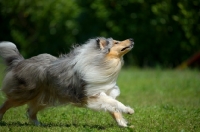 Picture of blue merle rough collie running
