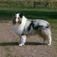 Picture of blue merle rough collie