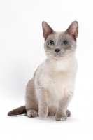 Picture of Blue Mink Munchkin on white background