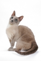 Picture of Blue Mink Munchkin sitting on white background